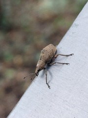 Entiminae