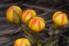 Gentianella hirculus