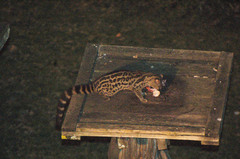 Genetta maculata