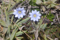 Gentiana sedifolia