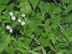 Hypoestes triflora