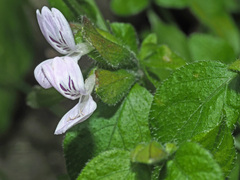 Hypoestes triflora