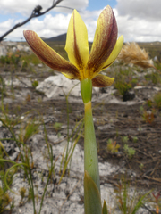 Bobartia filiformis