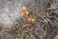 Gentianella hirculus