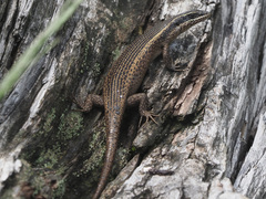 Trachylepis punctatissima