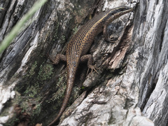 Trachylepis punctatissima