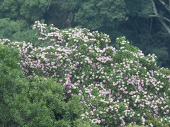 Dais cotinifolia