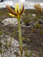 Bobartia filiformis