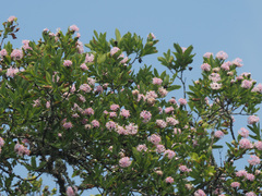 Dais cotinifolia