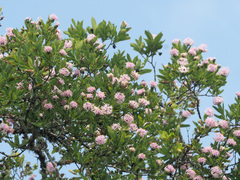 Dais cotinifolia