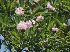 Dais cotinifolia