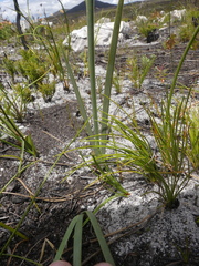 Bobartia filiformis