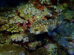 Cyclichthys spilostylus