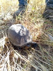 Kinosternon integrum