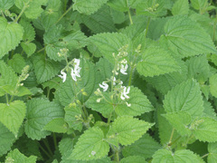 Equilabium laxiflorum