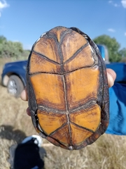 Kinosternon integrum