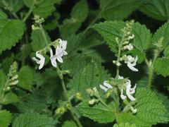 Equilabium laxiflorum