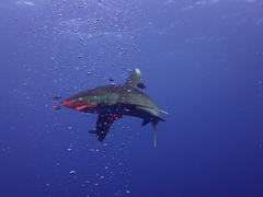 Carcharhinus longimanus
