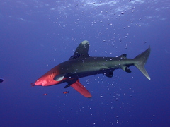Carcharhinus longimanus