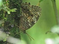 Paralethe dendrophilus