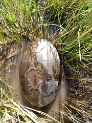 Kinosternon integrum