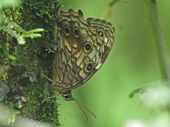 Paralethe dendrophilus