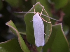Xyloryctidae