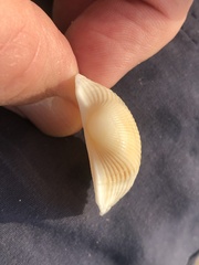 Arcoidea