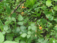Hylodesmum repandum