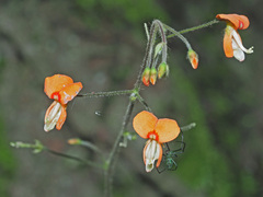 Hylodesmum repandum