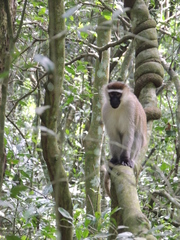 Chlorocebus tantalus
