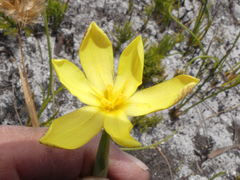 Bobartia filiformis