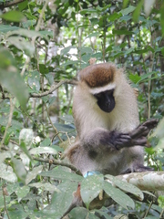 Chlorocebus tantalus