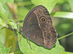 Bicyclus safitza