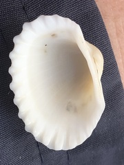 Tegillarca