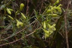 Gentianella longibarbata