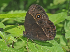 Bicyclus safitza