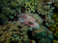 Scorpaenopsis oxycephalus