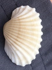 Tegillarca