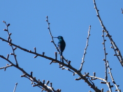 Nectarinia famosa famosa