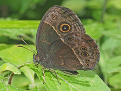Bicyclus safitza