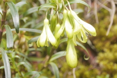 Gentianella longibarbata
