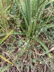 Verbena gracilescens