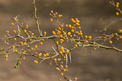 Vachellia aroma