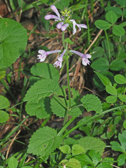Stachys tubulosa