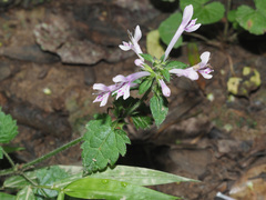 Stachys tubulosa