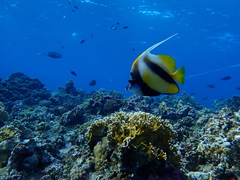 Heniochus intermedius