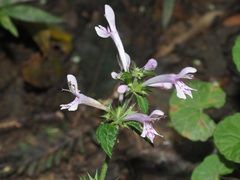 Stachys tubulosa