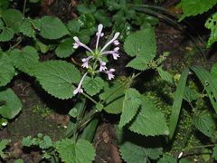 Stachys tubulosa