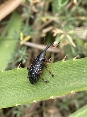 Heilipodus erythropus